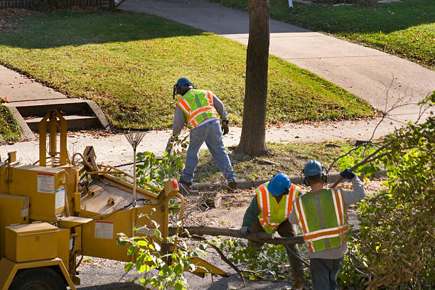 Tree and Shrub Care in Goshen, AR